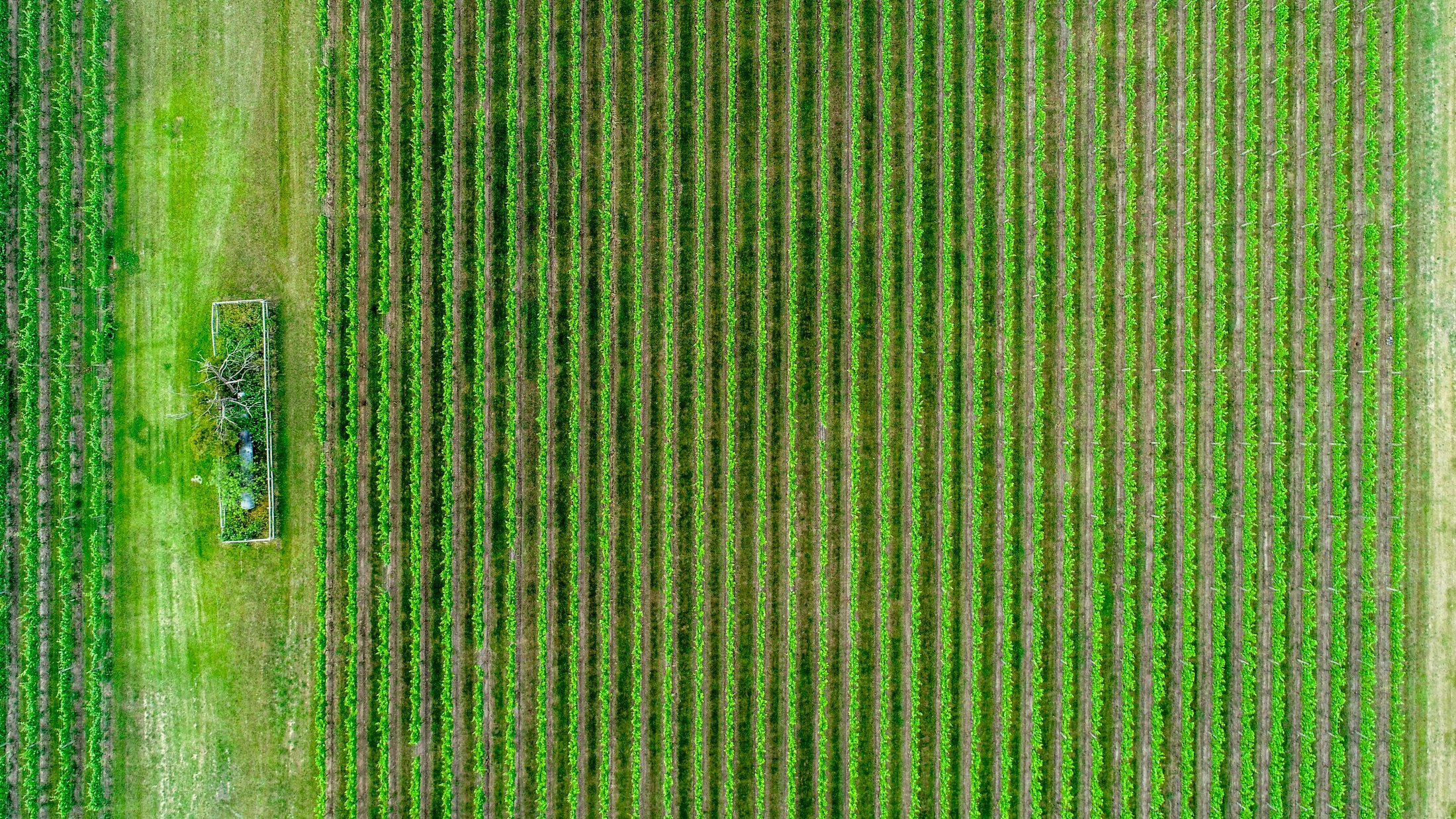 Green fields in Missouri